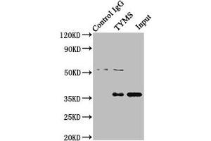 Immunoprecipitating TYMS in Hela whole cell lysate Lane 1: Rabbit control IgG instead of ABIN7172123 in Hela whole cell lysate. (TYMS Antikörper  (AA 2-54))