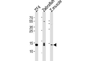 Western blot analysis of lysates from ZF4 cell line, Zebrafish, zebra fish muscle tissue lysate(from left to right), using HIST1H2BJ Antibody (Center) (ABIN654684 and ABIN2844377). (HIST1H2BJ Antikörper  (AA 57-86))