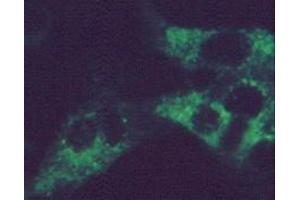 Immunofluorescence using MAb-G-1 on RSV infected HEp-2 cells (Respiratory Syncytial Virus Long Strain (RSV Long) Antikörper)
