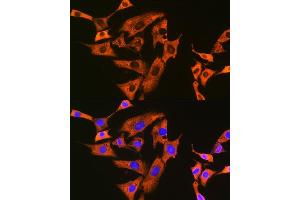 Immunofluorescence analysis of NIH-3T3 cells using UQCRFS1 Rabbit mAb (ABIN7271127) at dilution of 1:100 (40x lens). (UQCRFS1 Antikörper)