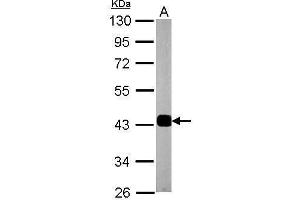 Synaptophysin Antikörper  (C-Term)