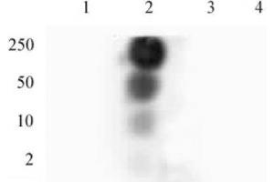HP1 gamma phospho Ser93 pAb tested by dot blot analysis. (CBX3 Antikörper  (pSer93))