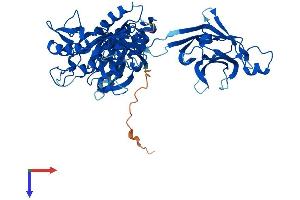 Copine II Protein (CPNE2) (AA 1-548) (His tag)