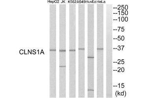 Western Blotting (WB) image for anti-Chloride Channel, Nucleotide-Sensitive, 1A (CLNS1A) (C-Term) antibody (ABIN1851542) (CLNS1A Antikörper  (C-Term))