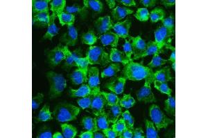 IF analysis of eIF4A2 using anti-eIF4A2 antibody (ABIN3043426).