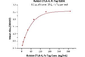 Immobilized Human B7-2, His Tag (ABIN2180619,ABIN2180618) at 5 μg/mL (100 μL/well)can bind Rabbit CTLA-4, Fc Tag (ABIN4949198,ABIN4949199) with a linear range of 5-78 ng/mL (Routinely tested). (CTLA4 Protein (AA 36-161) (Fc Tag))
