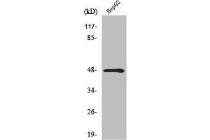 Western Blot analysis of HepG2 cells using MMP-13 Polyclonal Antibody (MMP13 Antikörper  (N-Term))