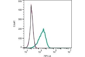 Cell surface detection of p75NTR by indirect flow cytometry in live intact human  Melanoma cells: + goat-anti-rabbit-FITC.