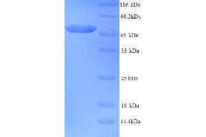SDS-PAGE (SDS) image for Tubulin beta-2A Chain (TBB2A) (AA 1-445), (full length) protein (His tag) (ABIN5713918) (TBB2A Protein (AA 1-445, full length) (His tag))