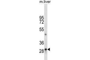 TPSAB1 Antibody (C-term) western blot analysis in mouse liver tissue lysates (35 µg/lane). (TPSAB1 Antikörper  (C-Term))