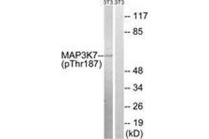 Western blot analysis of extracts from NIH-3T3 cells treated with heat shock, using MAP3K7 (Phospho-Thr187) Antibody. (MAP3K7 Antikörper  (pThr187))