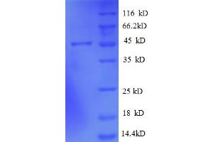 SDS-PAGE (SDS) image for ADP-Ribosylation Factor-Like 2 Binding Protein (ARL2BP) (AA 1-163), (full length) protein (GST tag) (ABIN5712325)