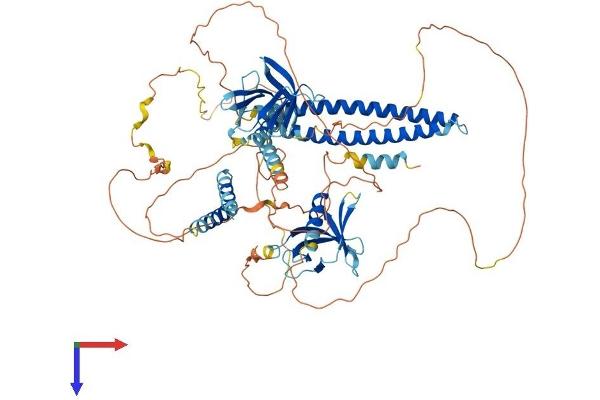 AFAP Protein (AA 1-730) (His tag)