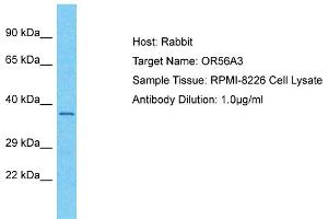 Host: Rabbit Target Name: OR56A3 Sample Type: RPMI-8226 Whole Cell lysates Antibody Dilution: 1. (OR56A3 Antikörper  (C-Term))