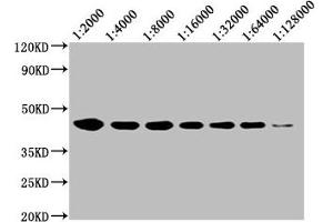 Western Blot Positive WB detected in: 20 μg Raji whole cell lysate CD48 antibody at 1:2000, 1:4000, 1:8000, 1:16000, 1:32000, 1:64000, 1:128000 Secondary Goat polyclonal to mouse IgG at 1/50000 dilution Predicted band size: 28, 20 KDa Observed band size: 43 KDa Exposure time:5 min (CD48 Antikörper  (AA 27-220))
