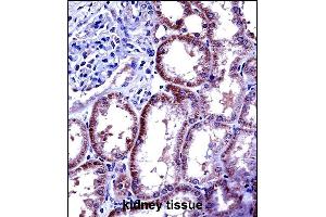 IL6 Antibody (Center) ((ABIN656406 and ABIN2845700))immunohistochemistry analysis in formalin fixed and paraffin embedded human kidney tissue followed by peroxidase conjugation of the secondary antibody and DAB staining. (IL-6 Antikörper  (AA 27-55))