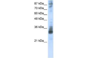 RG9MTD2 antibody used at 2. (RG9MTD2 Antikörper)