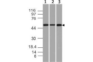 Image no. 1 for anti-Cytokeratin-2P (KRT76) (AA 145-362) antibody (ABIN5027491) (Cytokeratin 2 Antikörper  (AA 145-362))