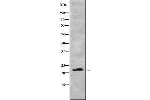 Western blot analysis of CLEC3B using HepG2 whole cell lysates (CLEC3B Antikörper)