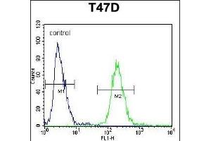 FIBB Antibody (N-term) (ABIN390413 and ABIN2840802) flow cytometric analysis of T47D cells (right histogram) compared to a negative control cell (left histogram). (Fibrinogen beta Chain Antikörper  (N-Term))