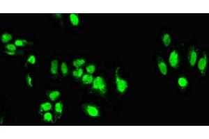 Immunofluorescent analysis of HepG2 cells using ABIN7171509 at dilution of 1:100 and Alexa Fluor 488-congugated AffiniPure Goat Anti-Rabbit IgG(H+L)