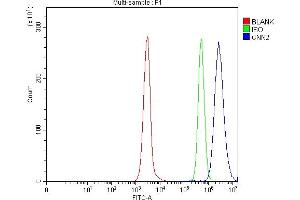 Flow Cytometry analysis of Daudi cells using anti-Calponin 2/CNN2 antibody (ABIN7602856).