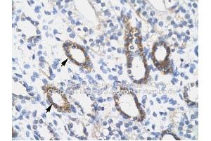 Immunohistochemistry with Skin tissue at an antibody concentration of 4-8ug/ml using anti-SOX10 antibody (SOX10 Antikörper  (Middle Region))