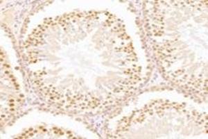 Immunohistochemistry analysis of paraffin-embedded mouse testis using,WDR33 (ABIN7076216) at dilution of 1: 2400
