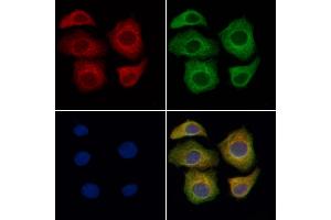 ABIN6262132 and ABIN6276632 staining Hela cells by IF/ICC.