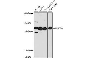 Western blot analysis of extracts of various cell lines, using UNC50 antibody (ABIN7271217) at 1:1000 dilution. (UNC50 Antikörper  (AA 1-100))