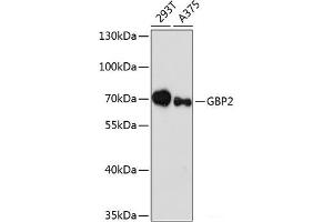 Western blot analysis of extracts of various cell lines using GBP2 Polyclonal Antibody at dilution of 1:3000. (GBP2 Antikörper)