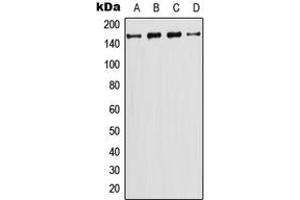 Western blot analysis of PI3K C2 gamma expression in CEM (A), HeLa (B), NIH3T3 (C), PC12 (D) whole cell lysates.