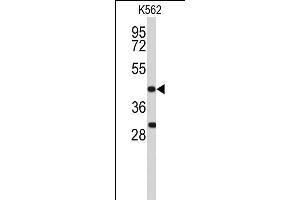 Western blot analysis of DFFA Antibody (C-term) (ABIN653234 and ABIN2842766) in K562 cell line lysates (35 μg/lane). (DFFA Antikörper  (C-Term))
