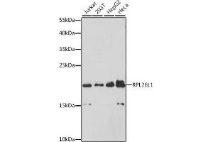 Western blot analysis of extracts of various cell lines, using RPL26L1 antibody (ABIN6133138, ABIN6147124, ABIN6147126 and ABIN6224922) at 1:3000 dilution. (RPL26L1 Antikörper  (AA 1-145))