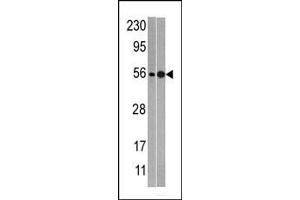 NMD3 Antikörper  (C-Term)