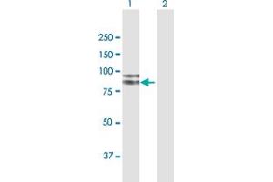 Western Blot analysis of FGD3 expression in transfected 293T cell line by FGD3 MaxPab polyclonal antibody. (FGD3 Antikörper  (AA 1-725))
