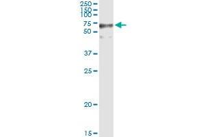 GFPT2 MaxPab rabbit polyclonal antibody. (GFPT2 Antikörper  (AA 1-682))