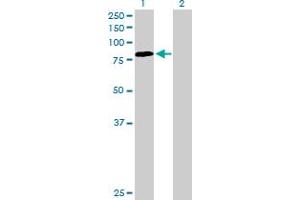 Western Blot analysis of PDIA4 expression in transfected 293T cell line by PDIA4 MaxPab polyclonal antibody. (PDIA4 Antikörper  (AA 1-645))