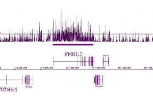 Histone H3 dimethyl Lys36 antibody tested by ChIP-chip.