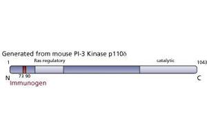 Image no. 3 for anti-Phosphoinositide-3-Kinase, Catalytic, delta Polypeptide (PIK3CD) (AA 73-90) antibody (ABIN968316) (PIK3CD Antikörper  (AA 73-90))