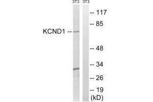 Western Blotting (WB) image for anti-Potassium Voltage-Gated Channel, Shal-Related Subfamily, Member 1 (Kcnd1) (C-Term) antibody (ABIN7180191)
