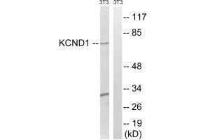 Western blot analysis of extracts from 3T3 cells, using KCND1antibody. (KCND1 Antikörper  (C-Term))