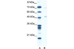 WB Suggested Anti-PNLIP Antibody Titration:  1.