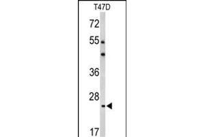 Western blot analysis of BCL2A1 Antibody (Center) (ABIN650621 and ABIN2846125) in T47D cell line lysates (35 μg/lane).