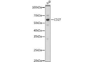 Western blot analysis of extracts of Raji cells, using CD27 antibody (ABIN3022680, ABIN3022681, ABIN3022682 and ABIN6219092) at 1:1000 dilution. (CD27 Antikörper  (AA 20-191))