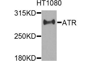 Western blot analysis of extracts of HT1080 cells, using ATR antibody. (ATR Antikörper)
