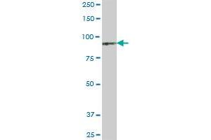 KIAA0251 MaxPab polyclonal antibody. (PDXDC1 Antikörper  (AA 1-788))