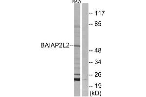 Western Blotting (WB) image for anti-BAI1-Associated Protein 2-Like 2 (BAIAP2L2) (Internal Region) antibody (ABIN1850941) (BAIAP2L2 Antikörper  (Internal Region))