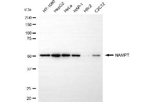 Western blotting analysis using NAMPT antibody (ABIN7799595). (Rekombinanter NAMPT Antikörper)