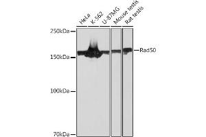 Western blot analysis of extracts of various cell lines, using Rad50 Rabbit mAb (ABIN7269826) at 1:1000 dilution. (RAD50 Antikörper)